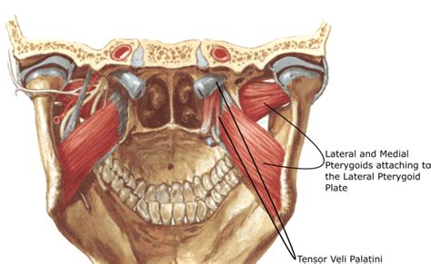 Medial Pterygoid Muscle Origin Insertion Nerve Supply Actions Relations – Otosection