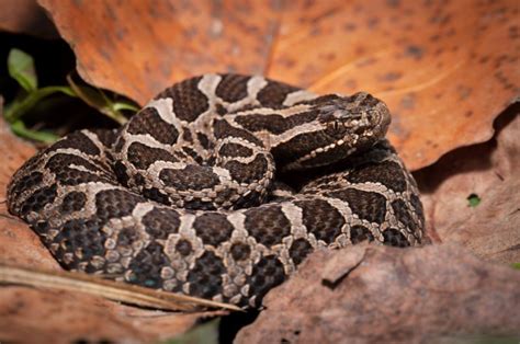 Exploring the Enigmatic Massasauga Rattlesnake: A Fascinating Look into ...