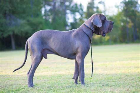 Blue Great Dane: Are These Gentle Giants Really Blue?