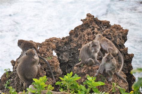 Uluwatu Monkey Forest in Bali - Discover the ‘Monkey Kingdom’ at Uluwatu Temple – Go Guides