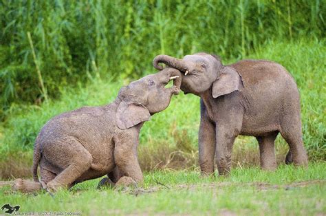 Gallery: Mystery of the Pygmy Elephants of Borneo | Live Science