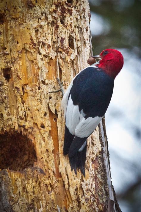 Feather Tailed Stories: Red-headed Woodpecker