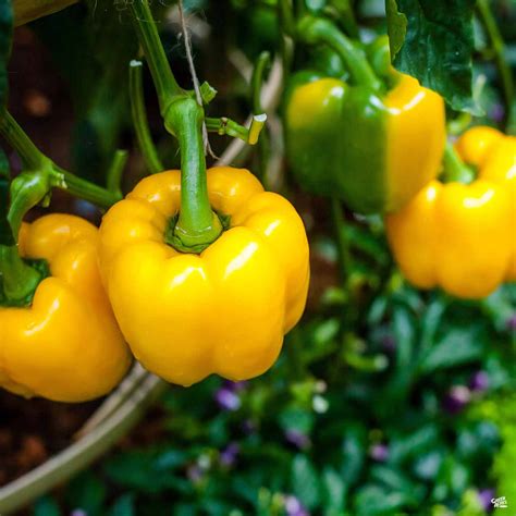 Pepper 'Yellow Bell' — Green Acres Nursery & Supply