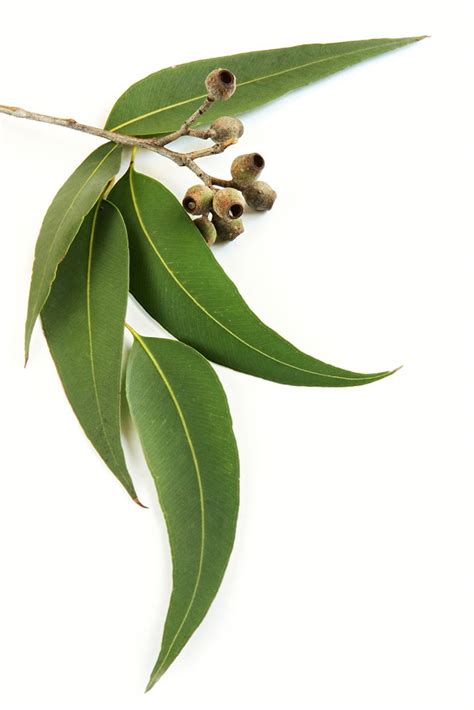 Eucalyptus Globulus Leaf | PuPe_So_Sweet