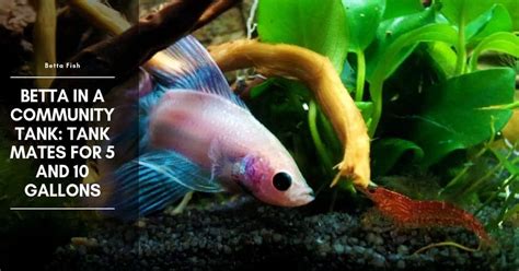 Betta and Shrimp in a 10-Gallon Tank, and Betta Tank Mates for 10-Gallon