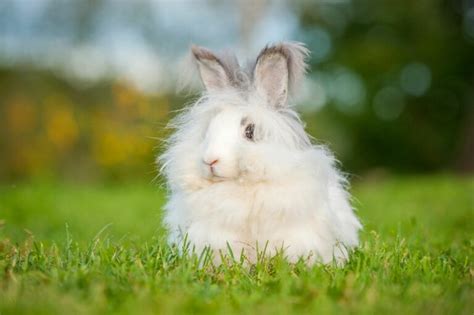 Lapin angora : soins, adoption, histoire | magazine zooplus