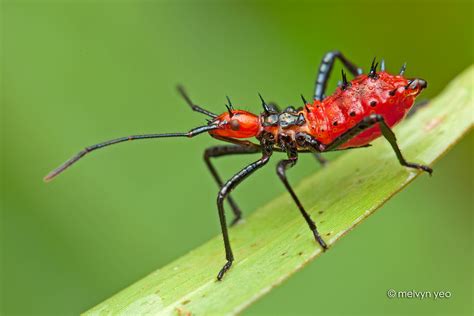 Melvyn's Photography: Reduviidae, Assassin Bug