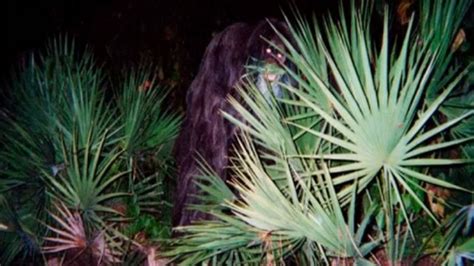 The Untold Truth Of The Florida Skunk Ape - PicTellMe