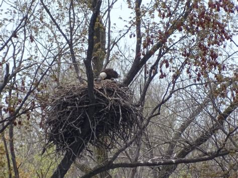 2021 Bald Eagle Nesting Updates - 1000 Islands Environmental Center