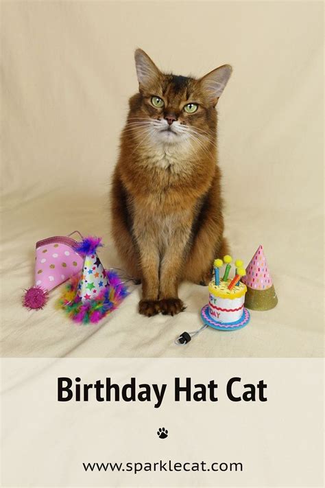 Birthday Hat Cat | Birthday hat, Cat birthday, Cats