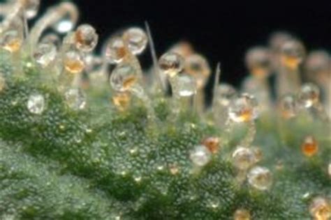 When to harvest marijuana plants according to trichome ripeness - Alchimia blog