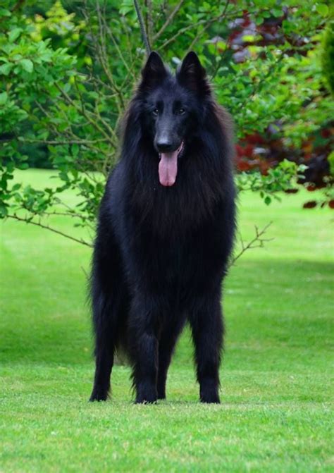 #haslan #groenendael | Belgian dog, Herding dogs, Beautiful dogs