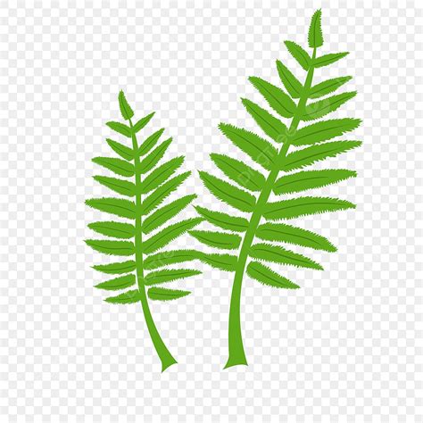 Fern PNG Transparent, Turquoise Fern Clip Art, Fern Clipart, Turquoise, Fern PNG Image For Free ...