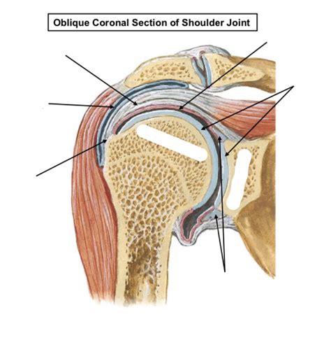 Subacromial-subdeltoid bursa Diagram | Quizlet