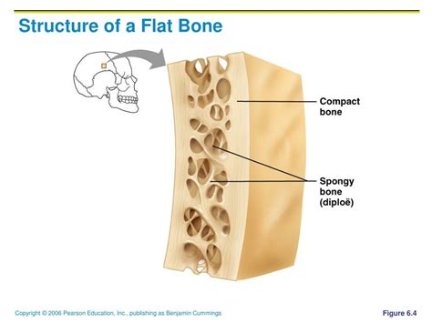 PPT - Bones and Skeletal Tissues PowerPoint Presentation, free download - ID:1705937