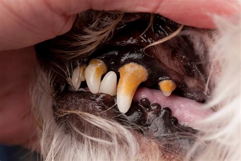 Is Periodontal Disease Curable In Dogs