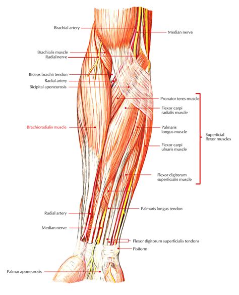 Pitcures Of The Tendons In Tbe Forearm / 12 best Anatomy of Wrist ...