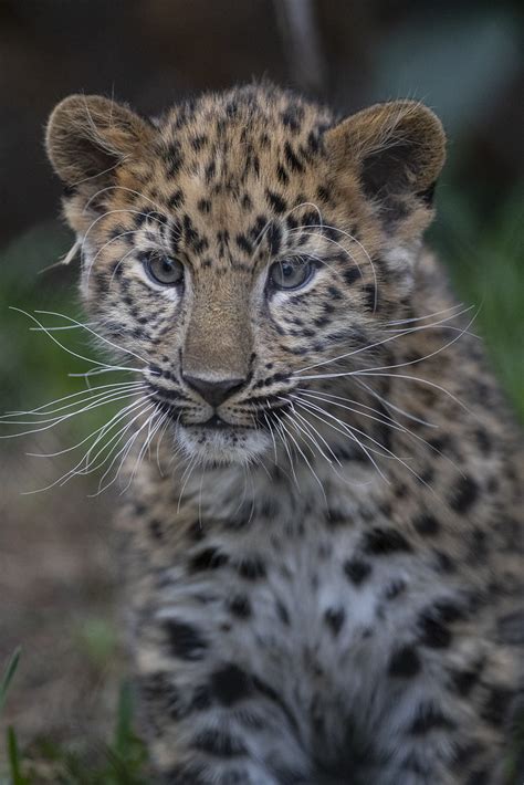 Critically Endangered Amur Leopard | Amur leopards are the r… | Flickr