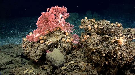 Hope Remains for Deep-Sea Ecosystems along the Atlantic Coast Despite Declining Protections ...