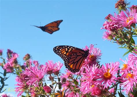 Butterflies On Flowers – JattDiSite.com