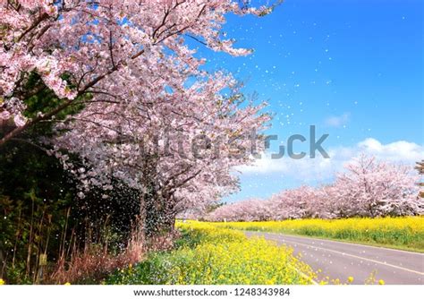 162 Jeju Cherry Blossom Festival Stock Photos, Images & Photography ...