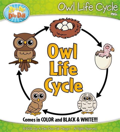 Owl Life Cycle Clipart {Zip-A-Dee-Doo-Dah Designs} | Owl life, Life cycles, Owl