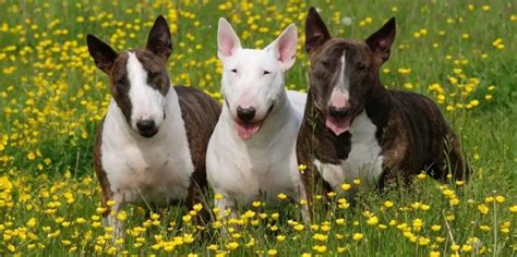 Explore the Bull Terrier: Their Unique Traits and Care Guide