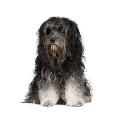 Löwchen | Dog Breed Info And Characteristics