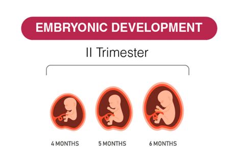 2nd Trimester - Weeks, Development, Physical & Psychological Changes ...