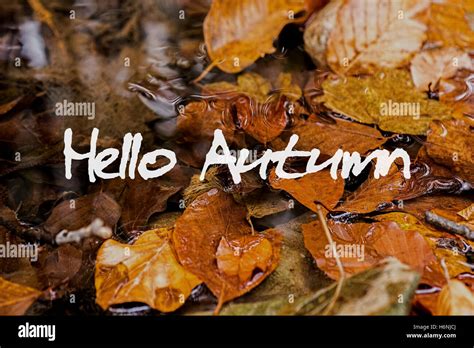 Autumn Leaves in Brook. Hello Autumn Concept Wallpaper Stock Photo - Alamy