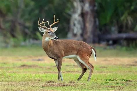 White-tailed Deer Facts | White-tailed Deer Habitat & Diet