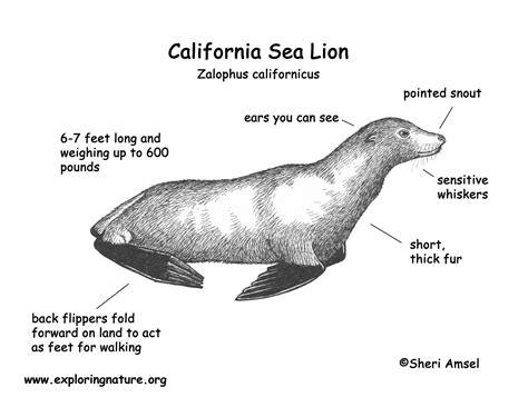 California Sea Lion - Marine Biology Sketch