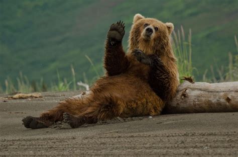 Bear Viewing in Alaska - Alaska's Gold Creek Lodge