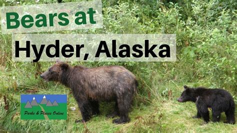 Bears at Hyder, Alaska - YouTube