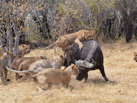 Manada de leones cazando un búfalo en Savuti: el vídeo - El rincón de Sele