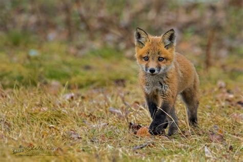 15 adorable photos of baby foxes | Canadian Geographic
