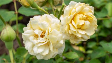 Star Roses and Plants to showcase new varieties at Cultivate‘22 ...