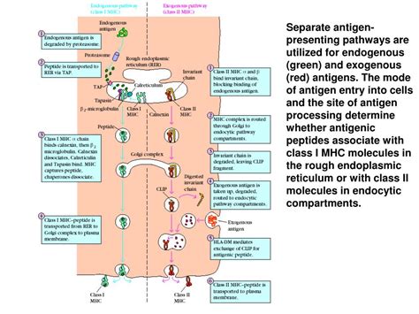 PPT - Antigen Processing and Presentation PowerPoint Presentation, free download - ID:6368825