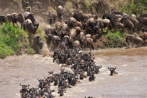 River Mara Crossing - Burrard-Lucas Photography