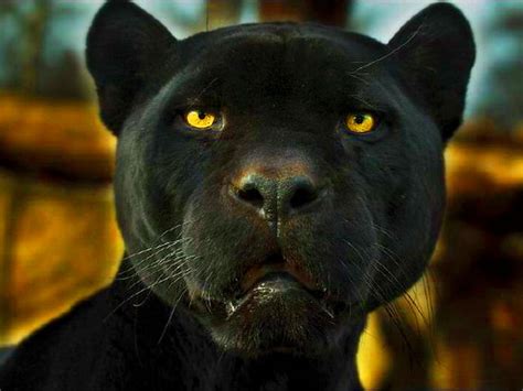 🔥 [50+] Black Panther Blue Eyes Wallpapers | WallpaperSafari