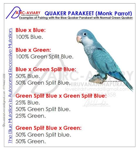 Breeding For Quaker Parrot - Breeding Mania