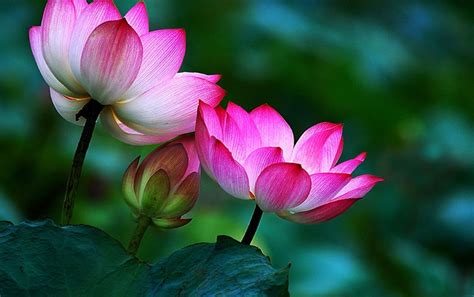 Lotus Flower Buddha Wallpaper