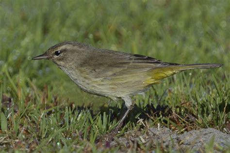 Palm Warbler | San Diego Bird Spot