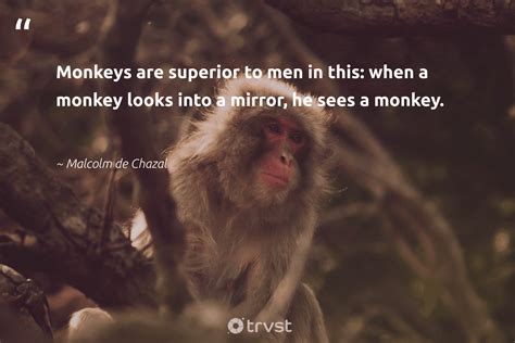 30 Monkey, Ape & Orangutan Quotes