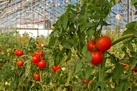 Greenhouse Grown Tomatoes - Learn How To Grow Tomatoes In A Greenhouse