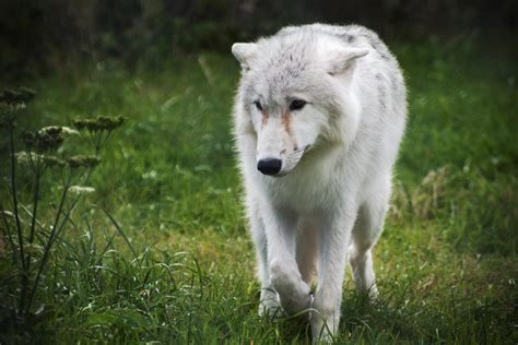 Arctic Wolf Cub by FurLined on DeviantArt