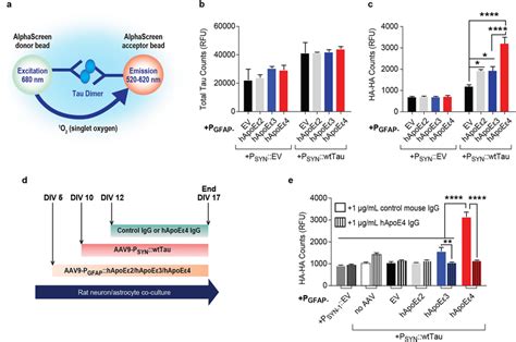 hApoEε4 increases the oligomerization of neuronal tau. Quantification... | Download Scientific ...