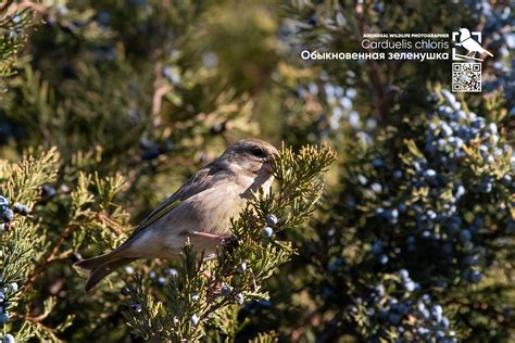 Carduelis chloris on Behance