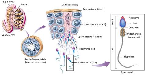 Frontiers | Role of the prion protein family in the gonads | Cell and ...