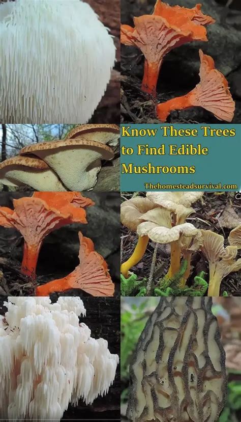 Know These Trees to Find Edible Mushrooms - The Homestead Survival